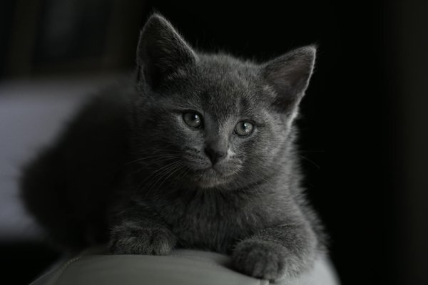 Découvrez les Dernières Innovations en Équipements de Sécurité pour Animaux