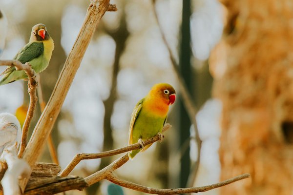 Les bénéfices d'une assurance chien pour les seniors