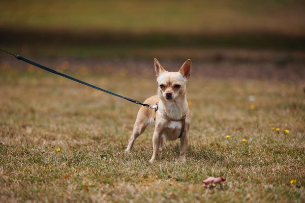 Fontaines à eau en céramique pour chat : fraîcheur et style