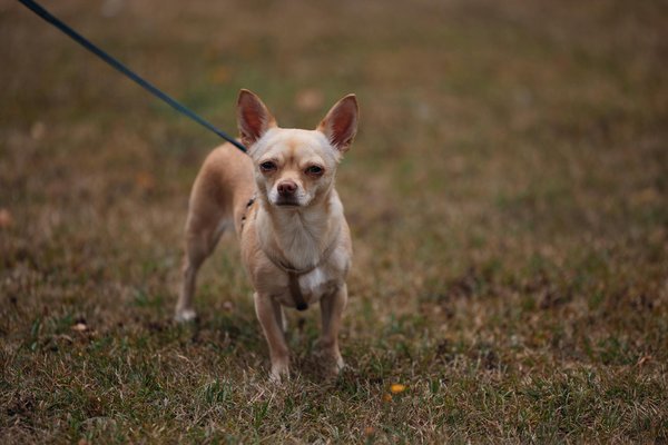 Élevage de maine coon : le charme de nos chatons à adopter