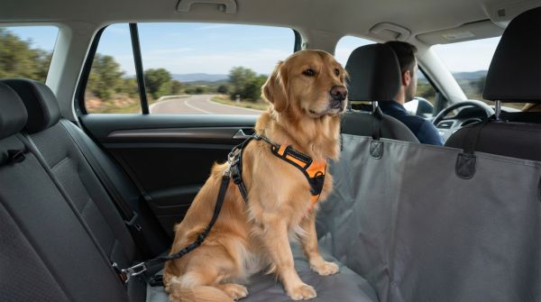 Top astuces pour garantir la sécurité de votre chien en voiture