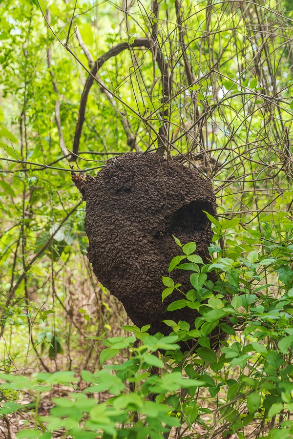 Destruction de nid de frelon : conseils et méthodes efficaces